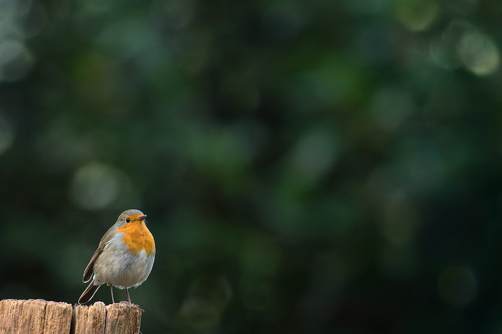 Roodborst (Erithacus rubecula)