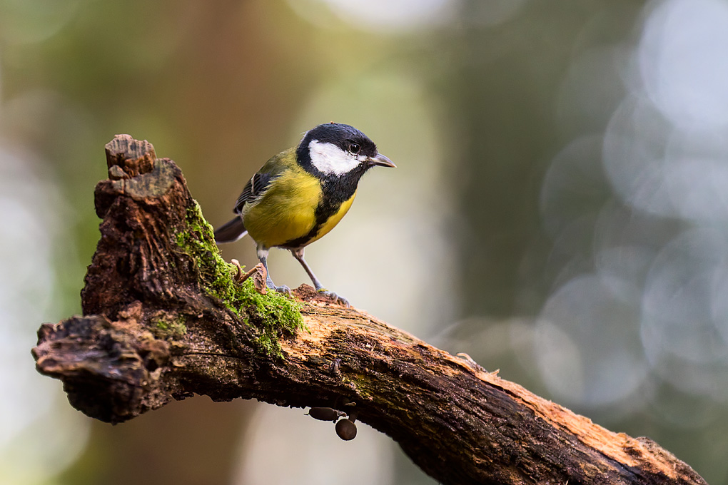 Koolmees (Parus major)