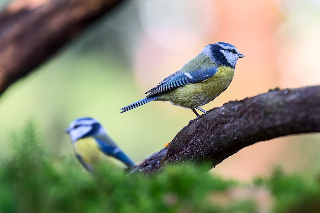 Pimpelmees (Cyanistes caeruleus)