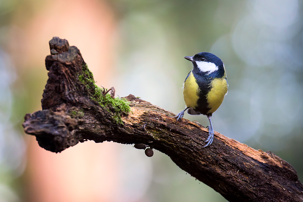 Koolmees (Parus major)