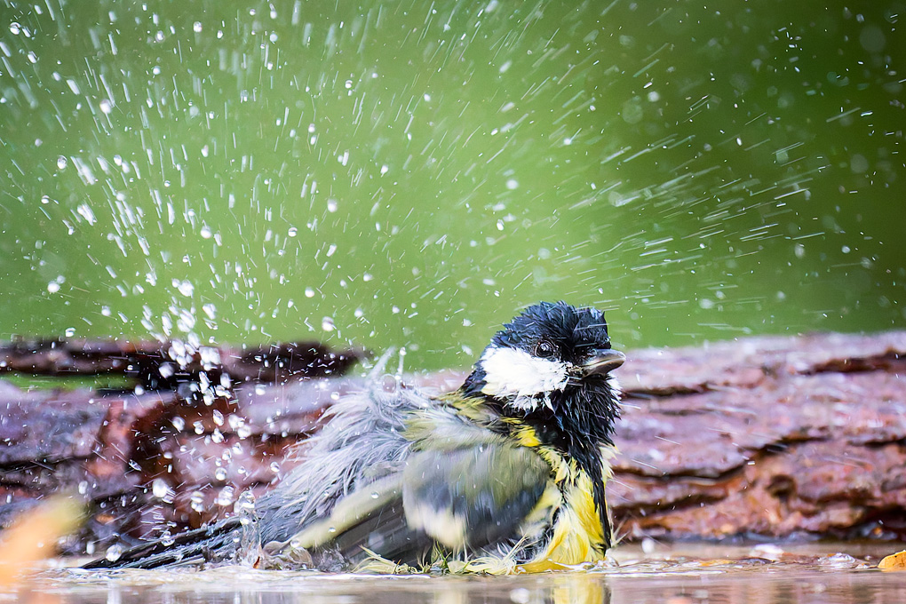 Koolmees (Parus major)