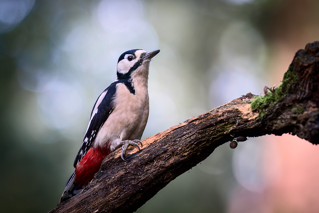 Grote bonte specht (Dendrocopos major)
