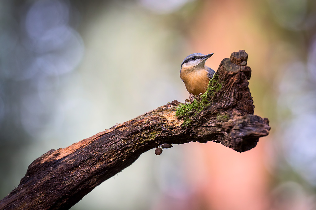 Boomklever (Sitta europaea)