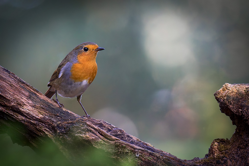 Roodborst (Erithacus rubecula)