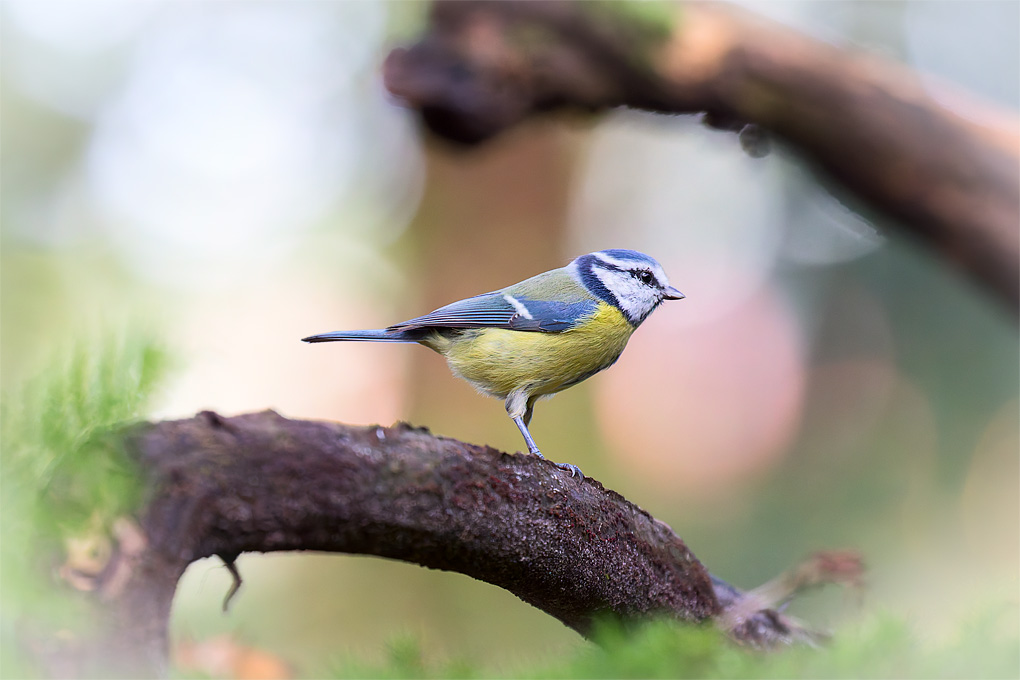 Pimpelmees (Cyanistes caeruleus)